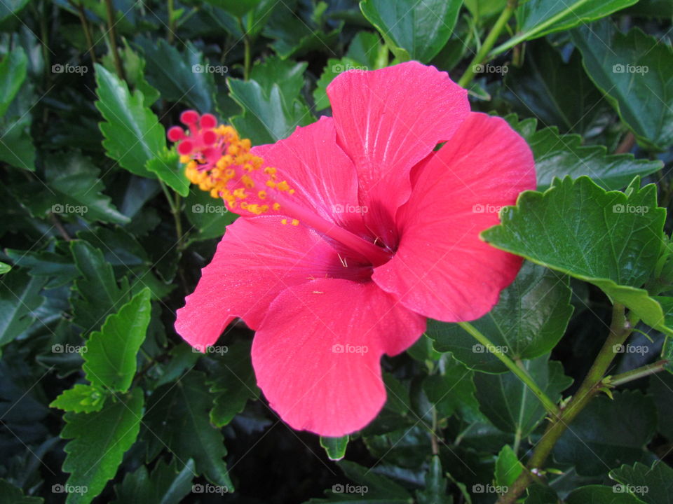 Hibiscus 