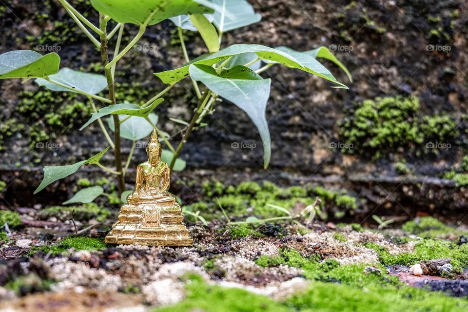 Buddha