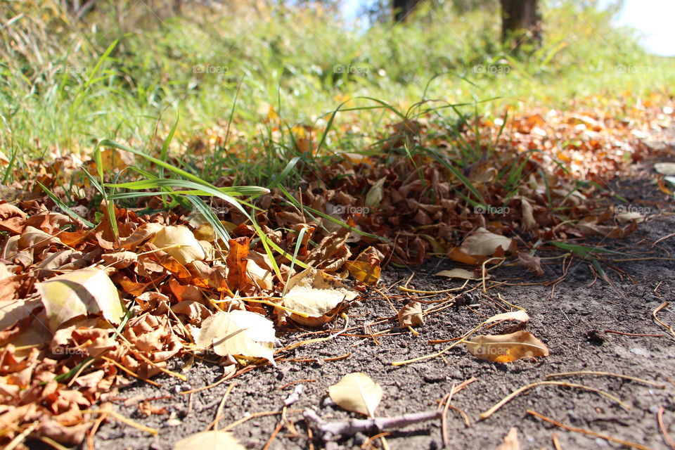 Fall golden crisp leaves scattered along a path in a grassy tree park.