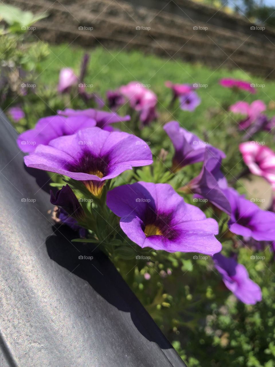 Petunias pretty purple flowers growing in backyard container garden again railing with other flowers and shrubbery in background summer landscaping sunny day weather