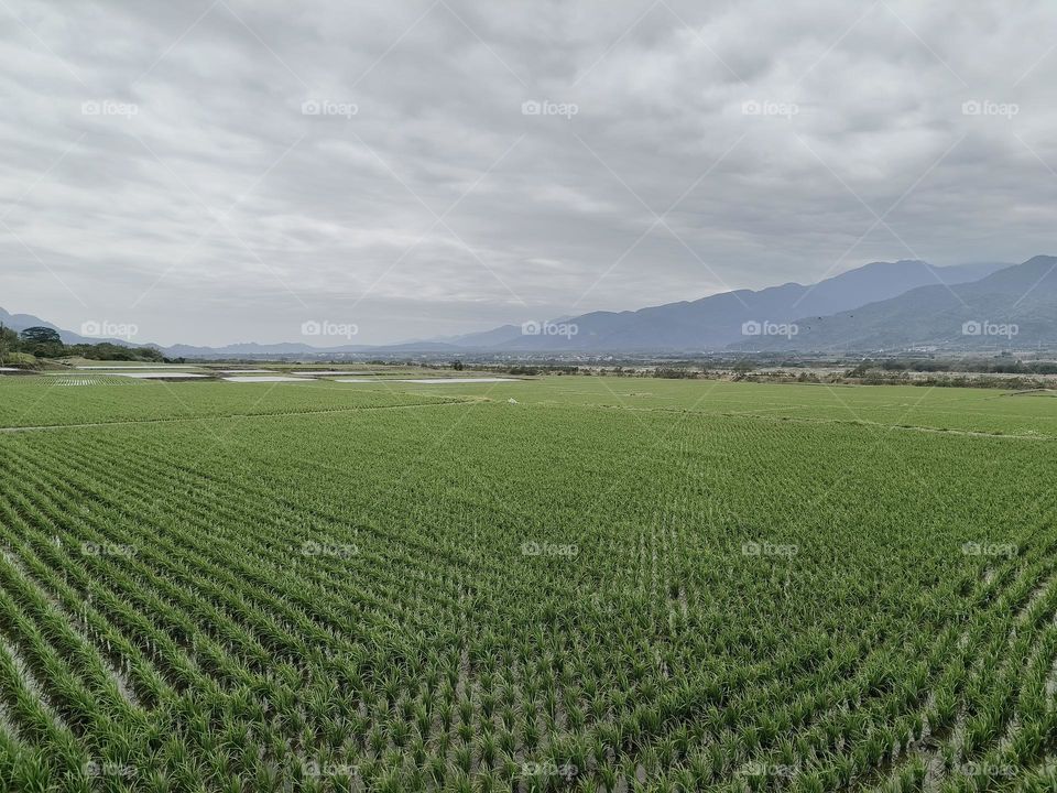 aerial view of rice fields in taiwan