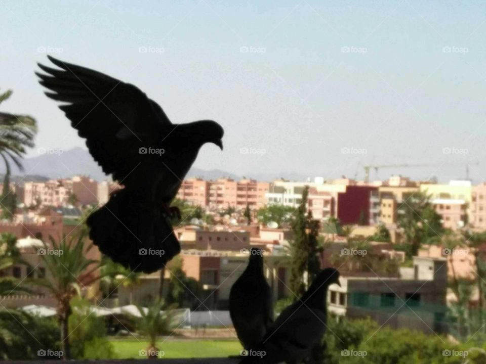 Beautiful flight of a pigeon bird.