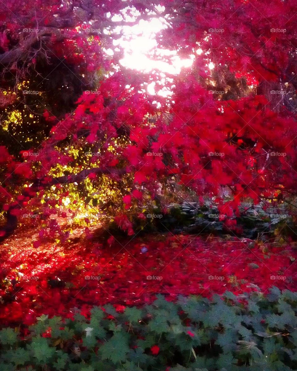 Red nature