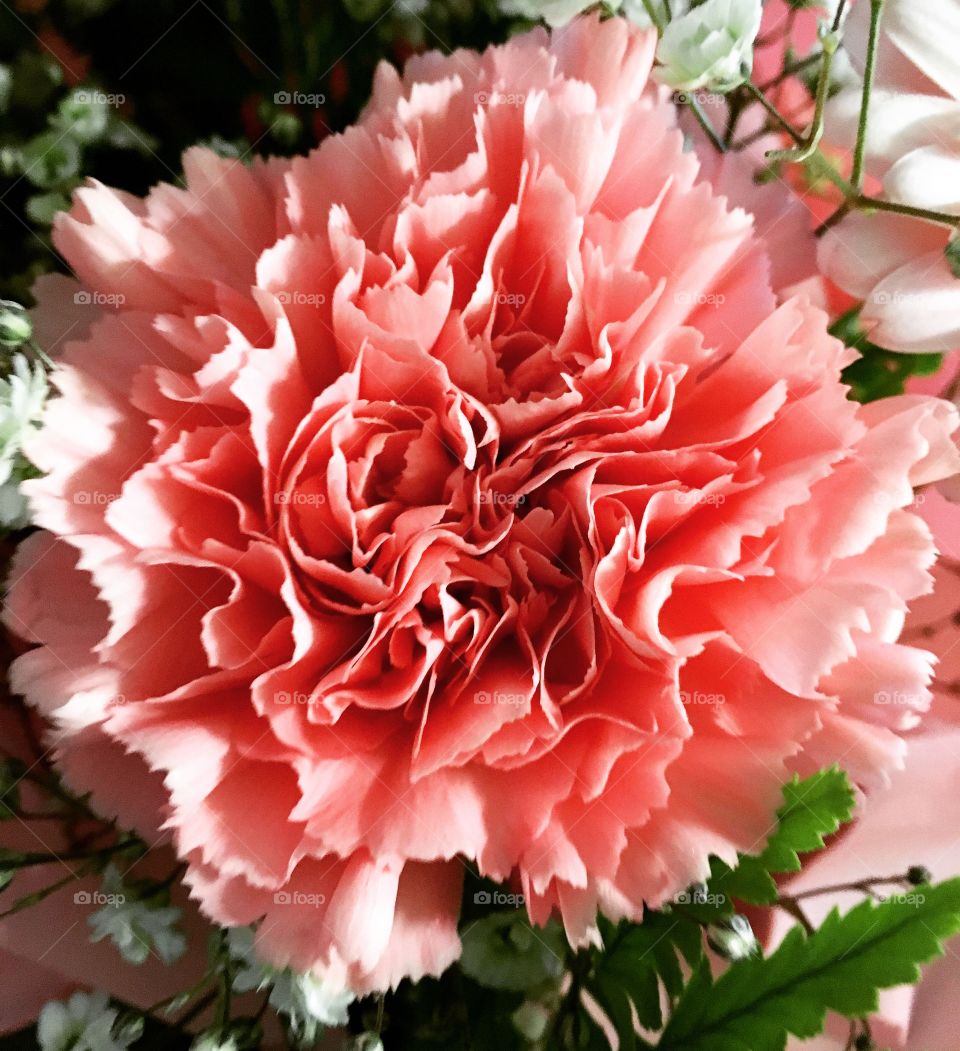 Pink flowers