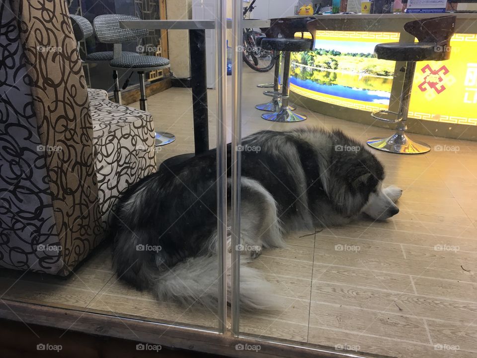 Big dog in shop