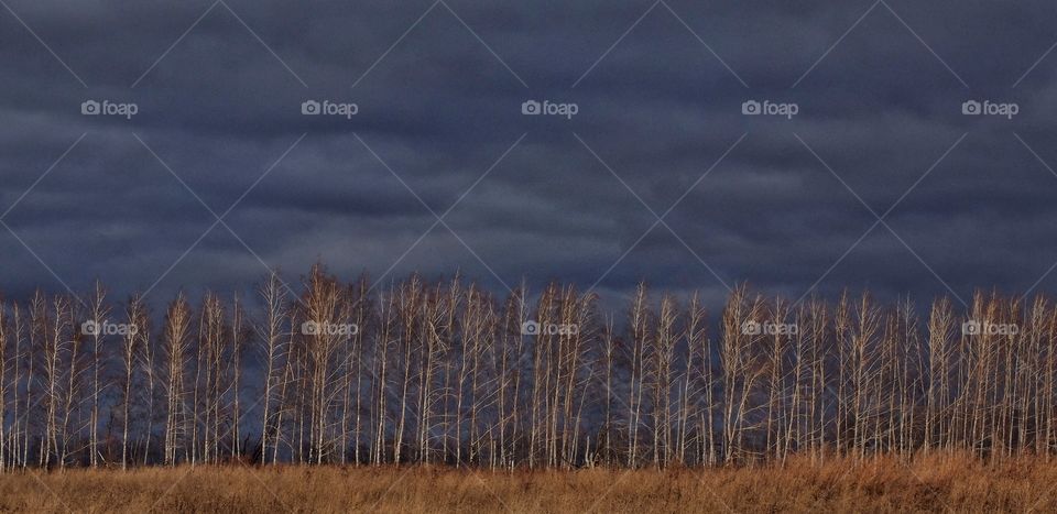 Birch trees over dramatic sky. 