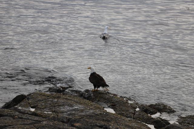 Bald eagle on rocks and seagull in the ocean 