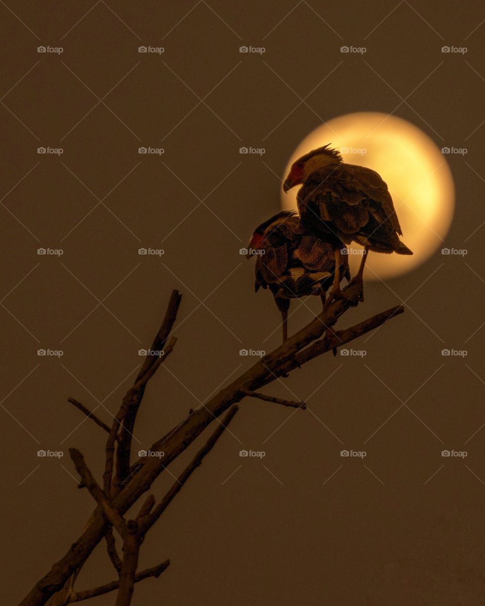 Casal de gaviões namorando na lua cheia