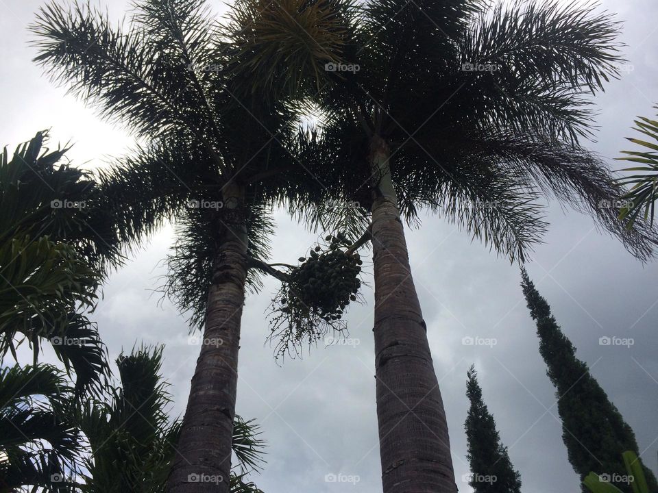 Palm Trees 