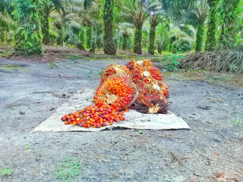 Fresh palm fruit bunches and palm fruit seeds with background trees palm oil