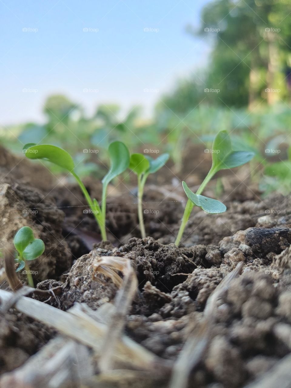 baby plants of radish