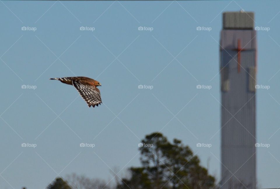 Hawk in flight 