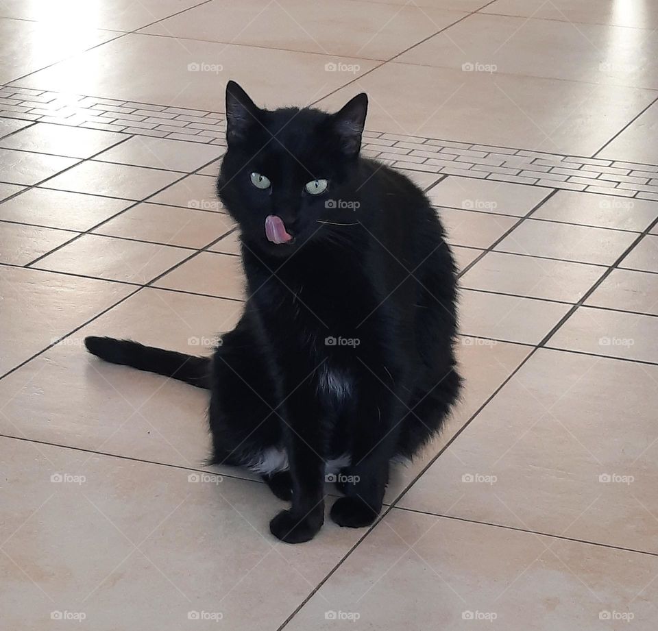 black cat in the middle of floor