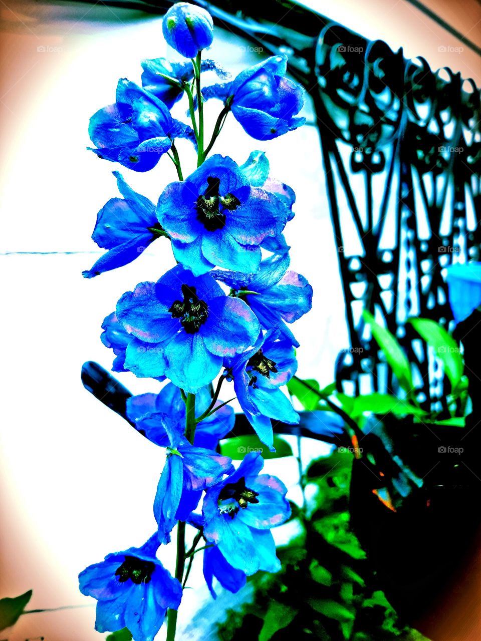 delphinium