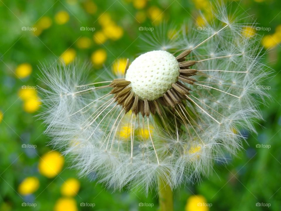 dandelion