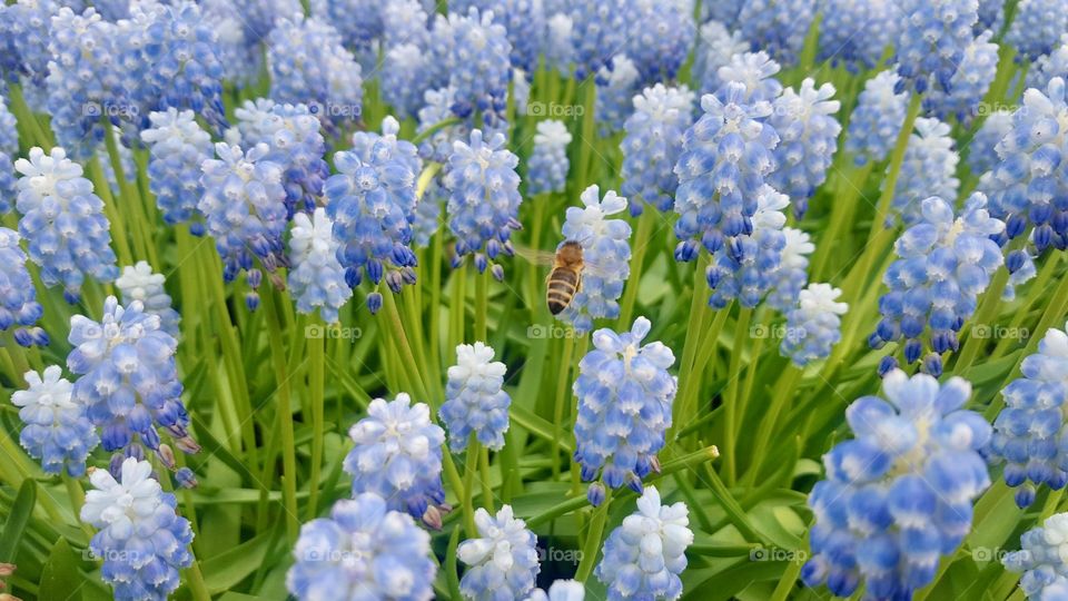 A bumble bee resting on blue bell flowers at Keukenhof Gardens in Lisse, Netherlands.