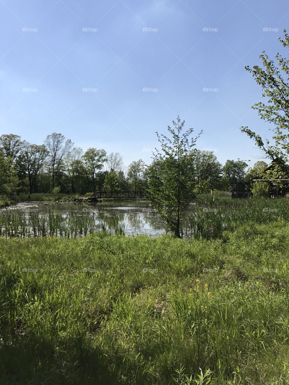 Ohio wetlands. 