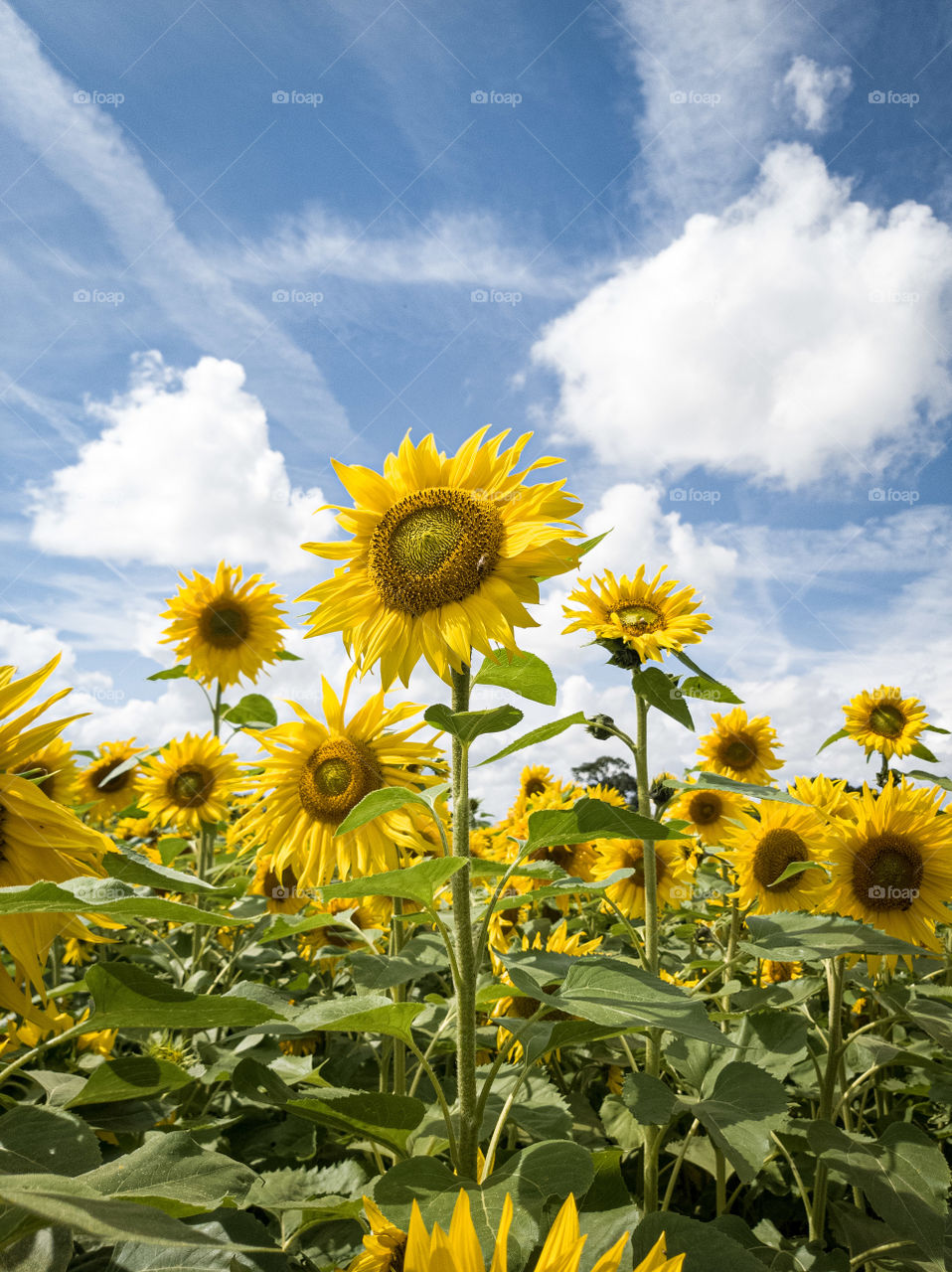 sunflower