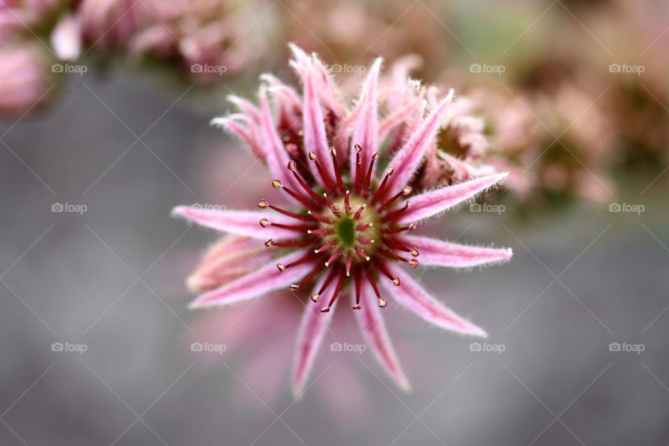 High angle view of sempervivum flower