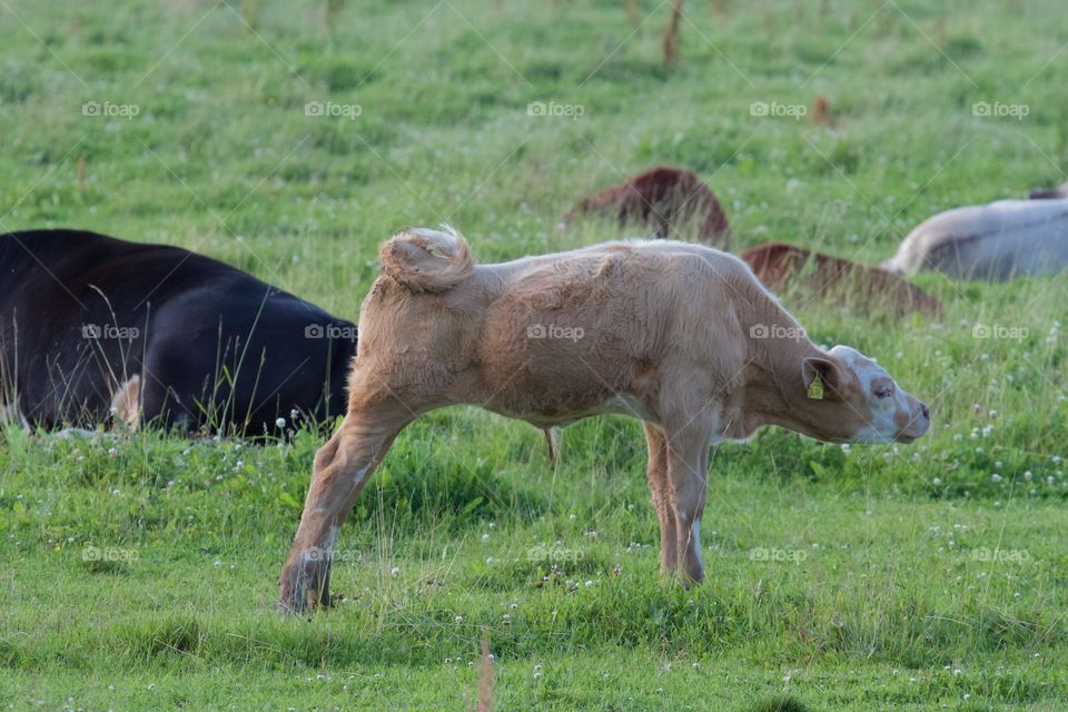 Cows on pasture . Cows on pasture 