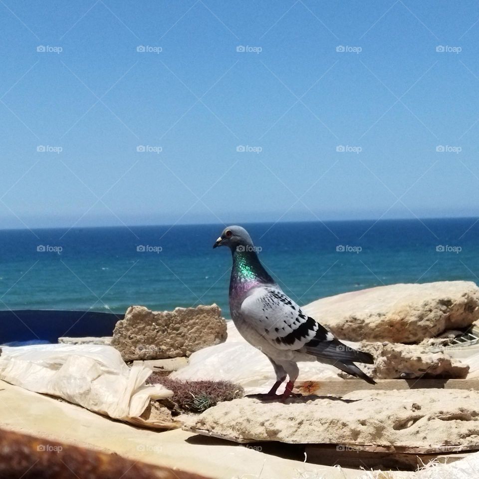 beautiful pigeon looking at the sea