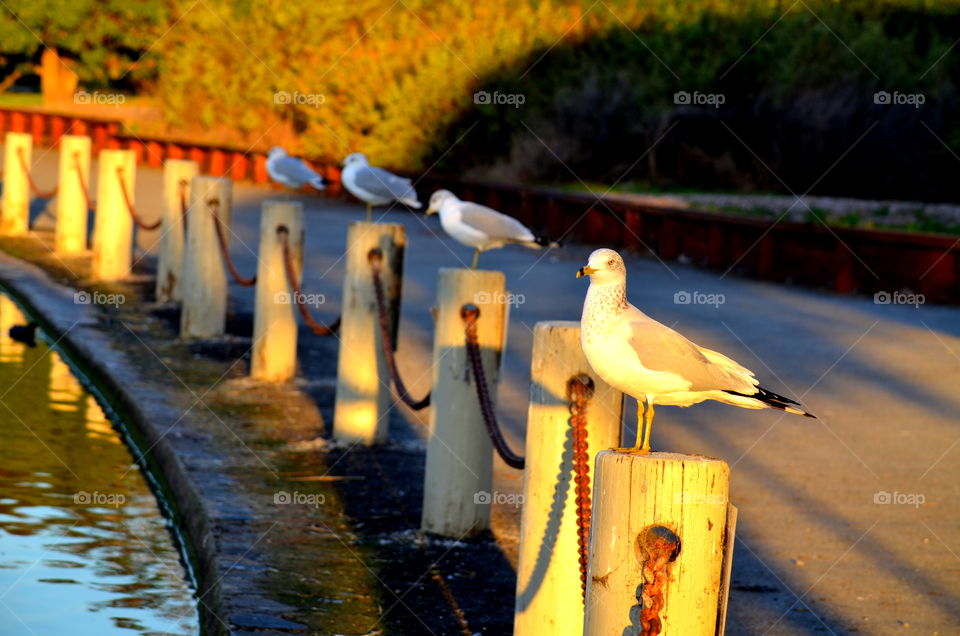 seagull