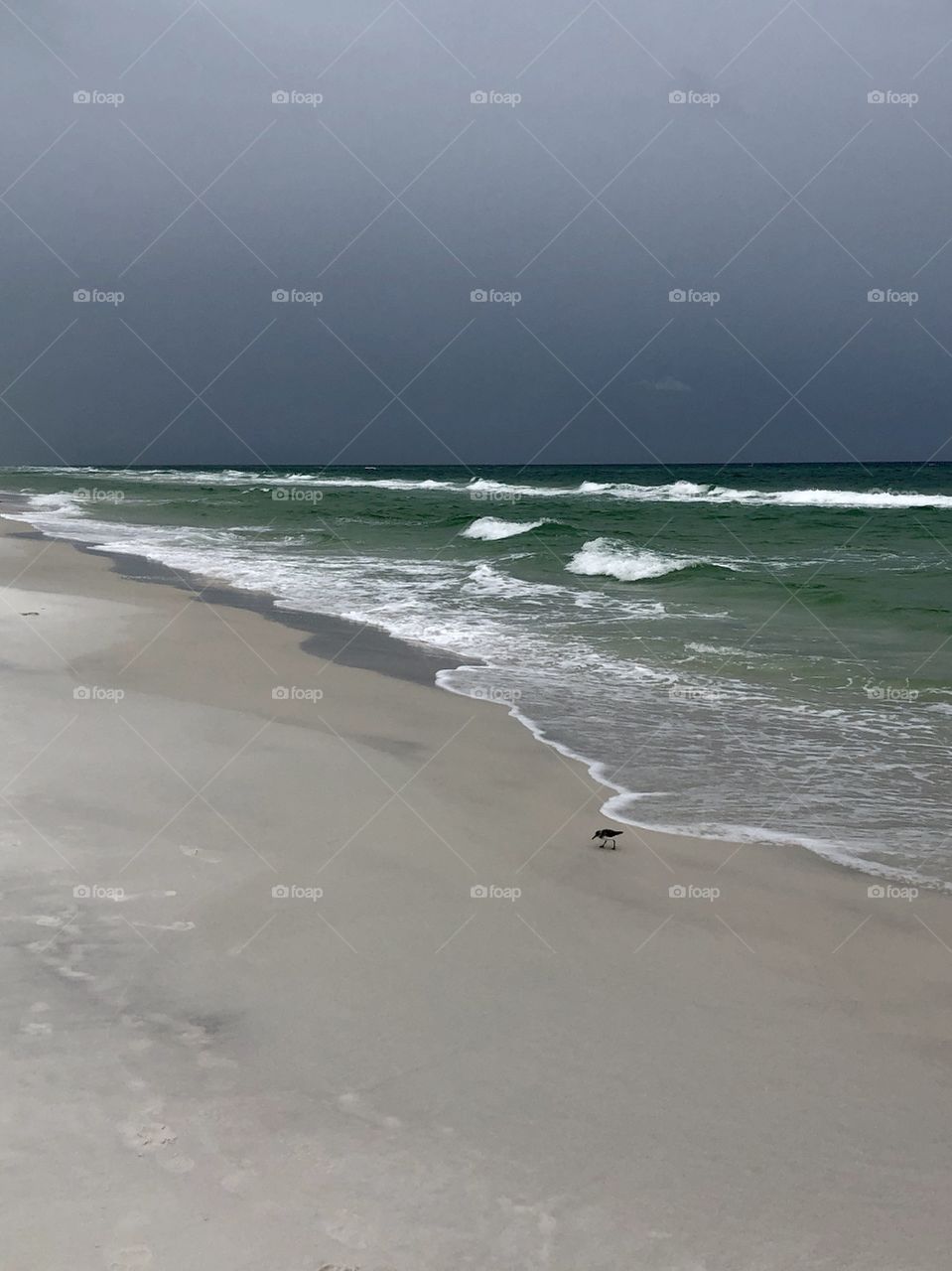 Rainy day at the beach leaves only the sanderling