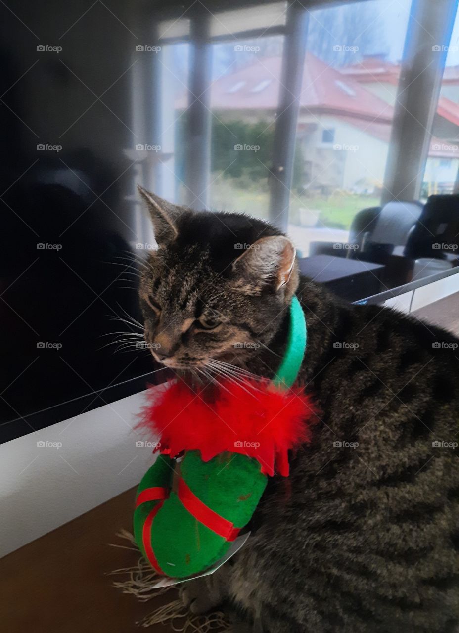 tabby cat at Christmas season