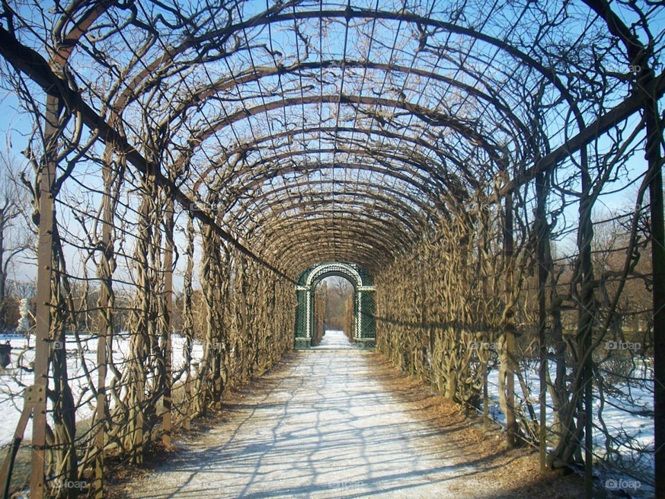 Tunnel of Leaves, Vienna, Austria