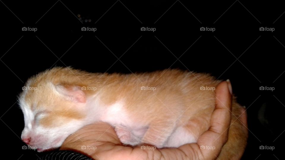 The Moment Of Holding a Newborn Cat By The Hand.