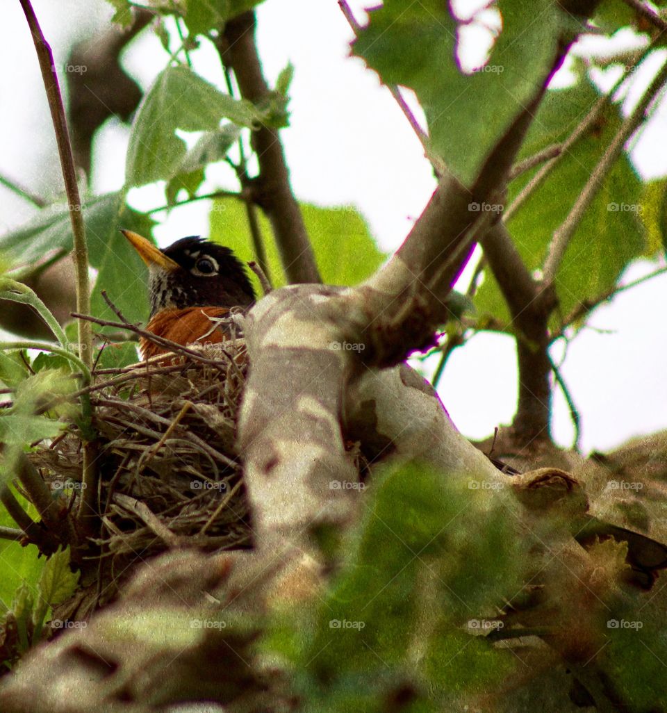 A robin in her nest on a sycamore tree branch 