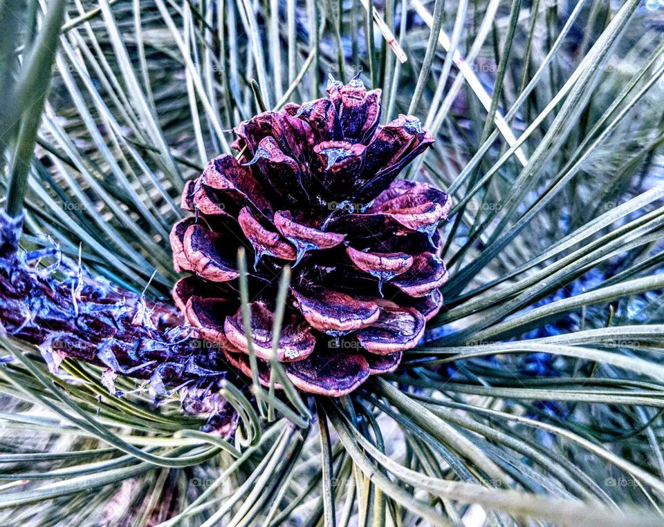 pine cone