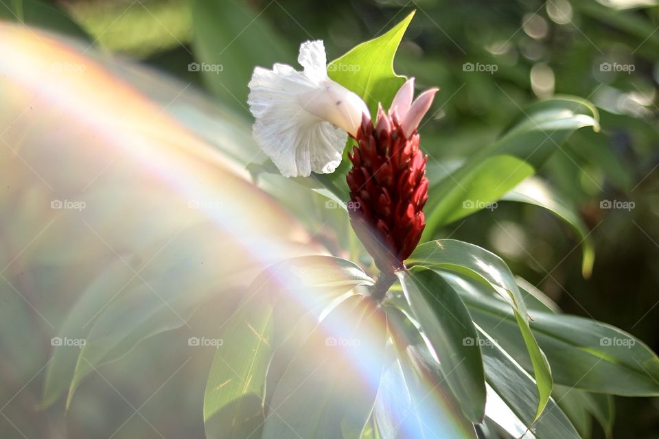Flowers and Sun rays 
