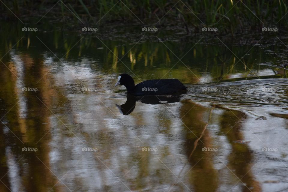 Schwimendes Blässhuhn und Wasserspiegelungen