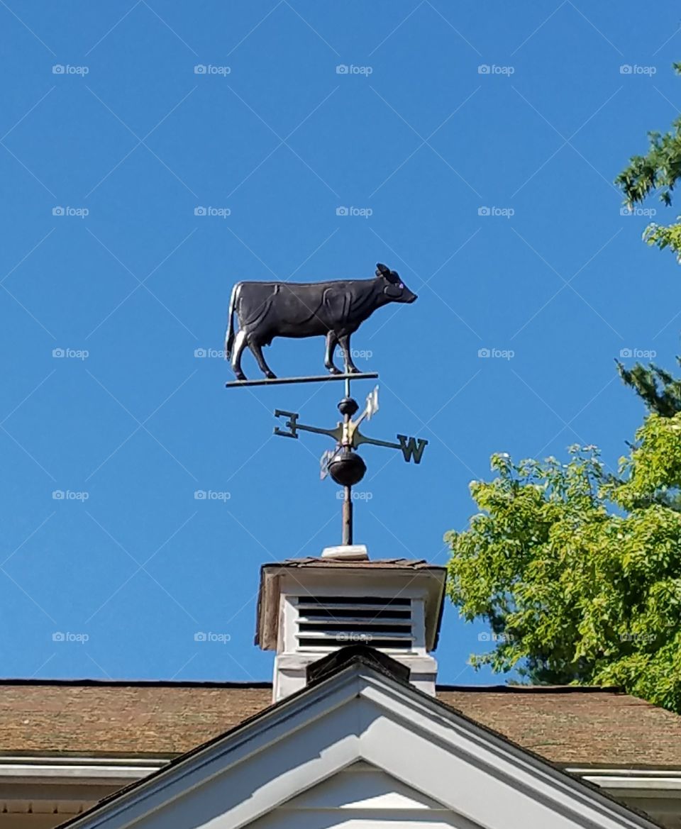 Cow Weathervane atop a cupola, blue sky & tree leaves visible.