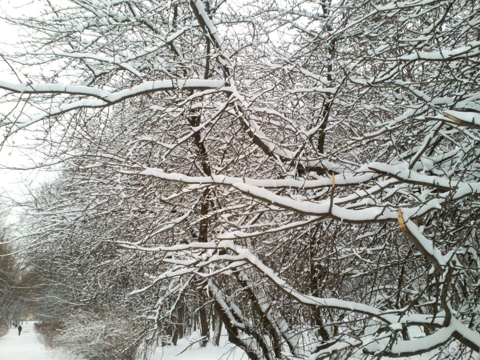 Winter, Frost, Snow, Tree, Branch