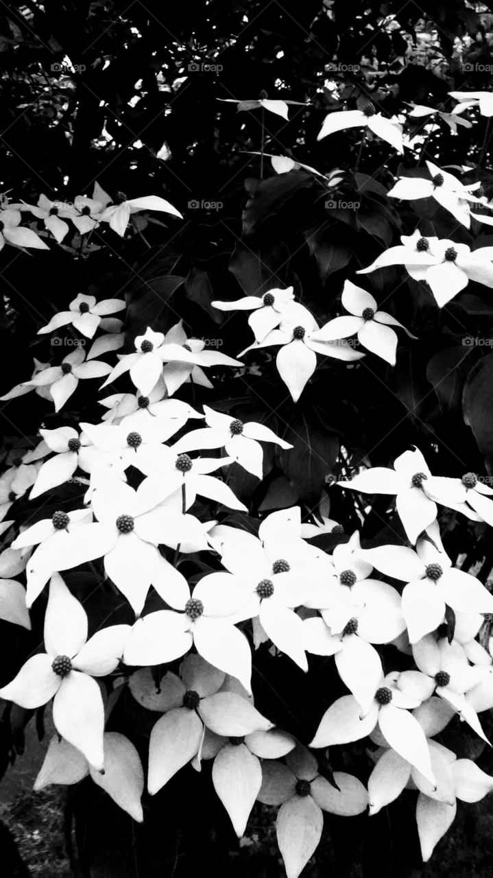 Flower, No Person, Leaf, Nature, Desktop