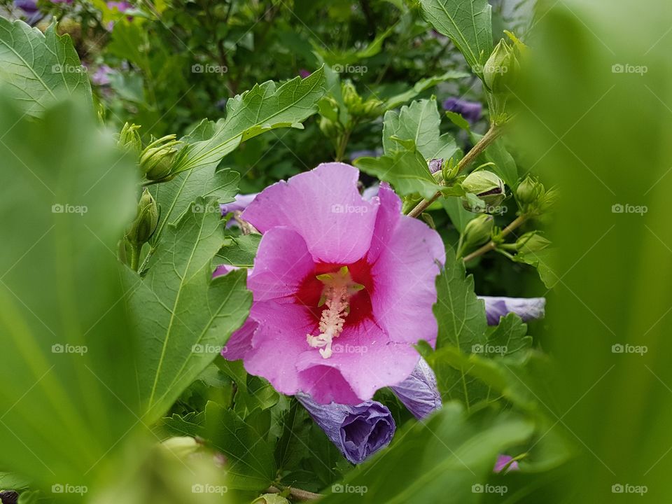 Hibiskus