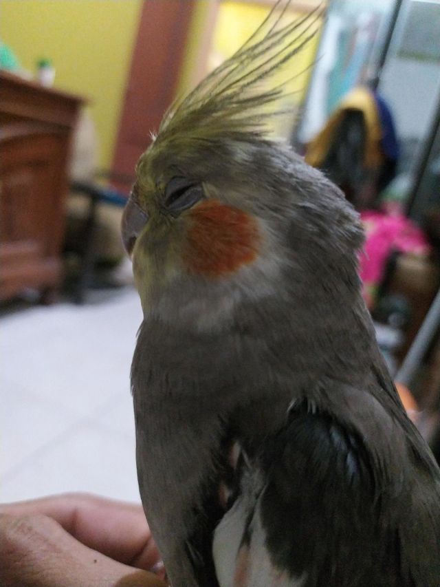 Cockatiel