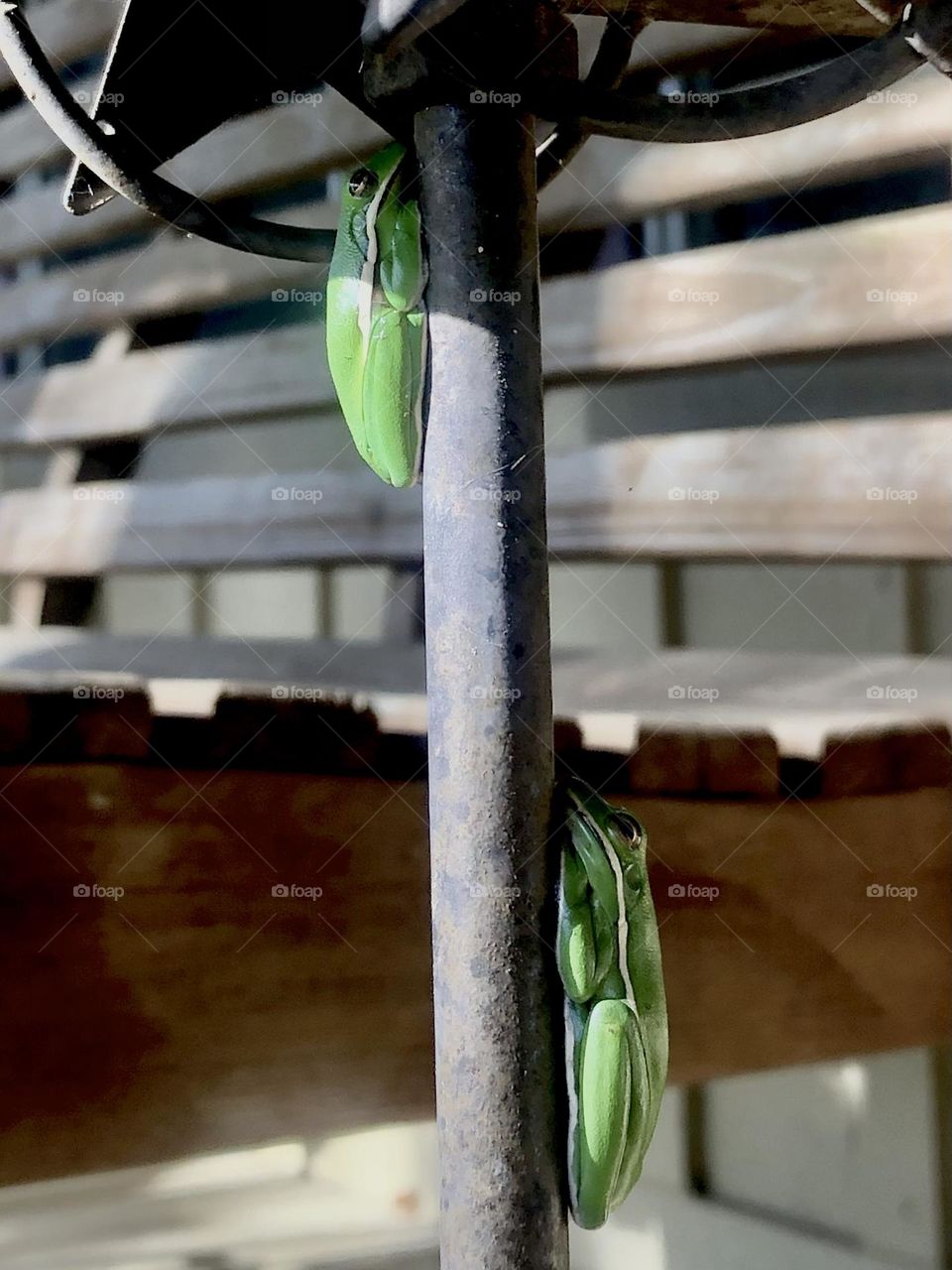 There’s a snake underneath our porch unfortunately, so these two tree frogs took up safety on the front porch next to the swing!