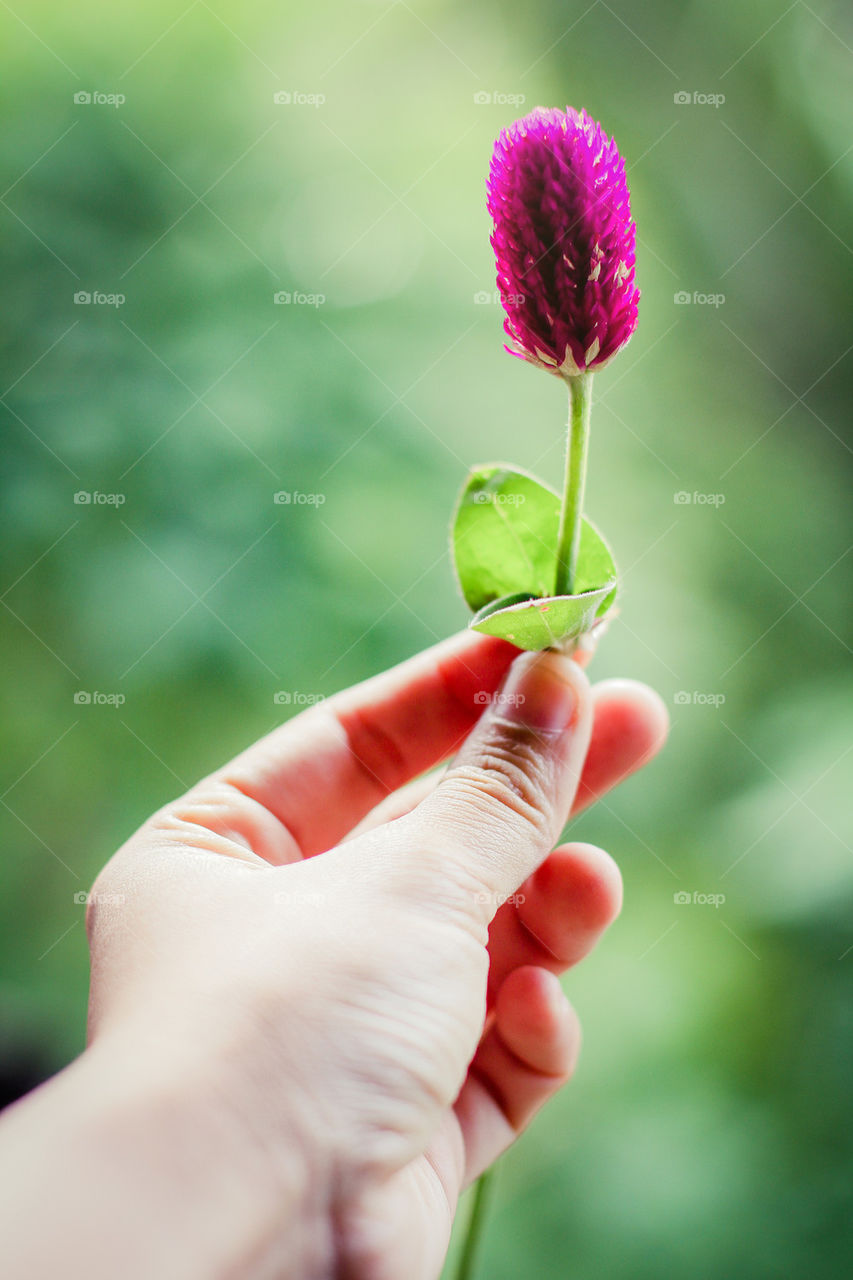 globe amaranth