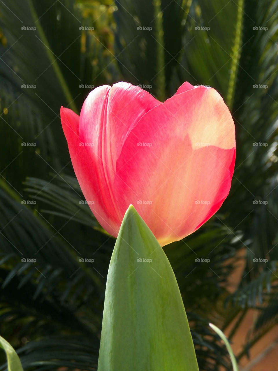 Large open tulip under sun