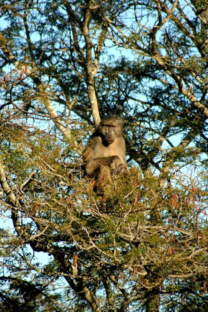 Baboon in Tree