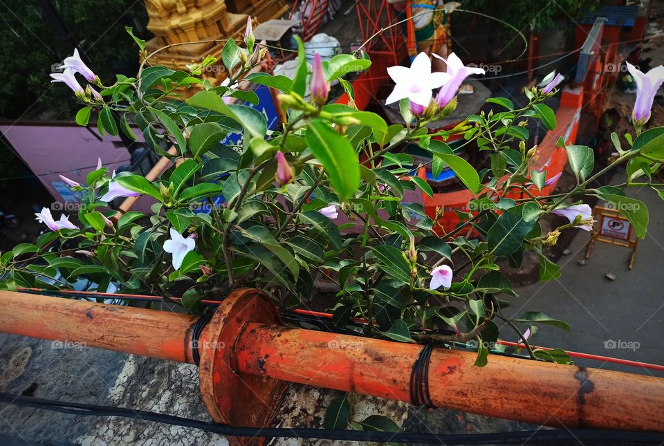 temple  background with white flowers