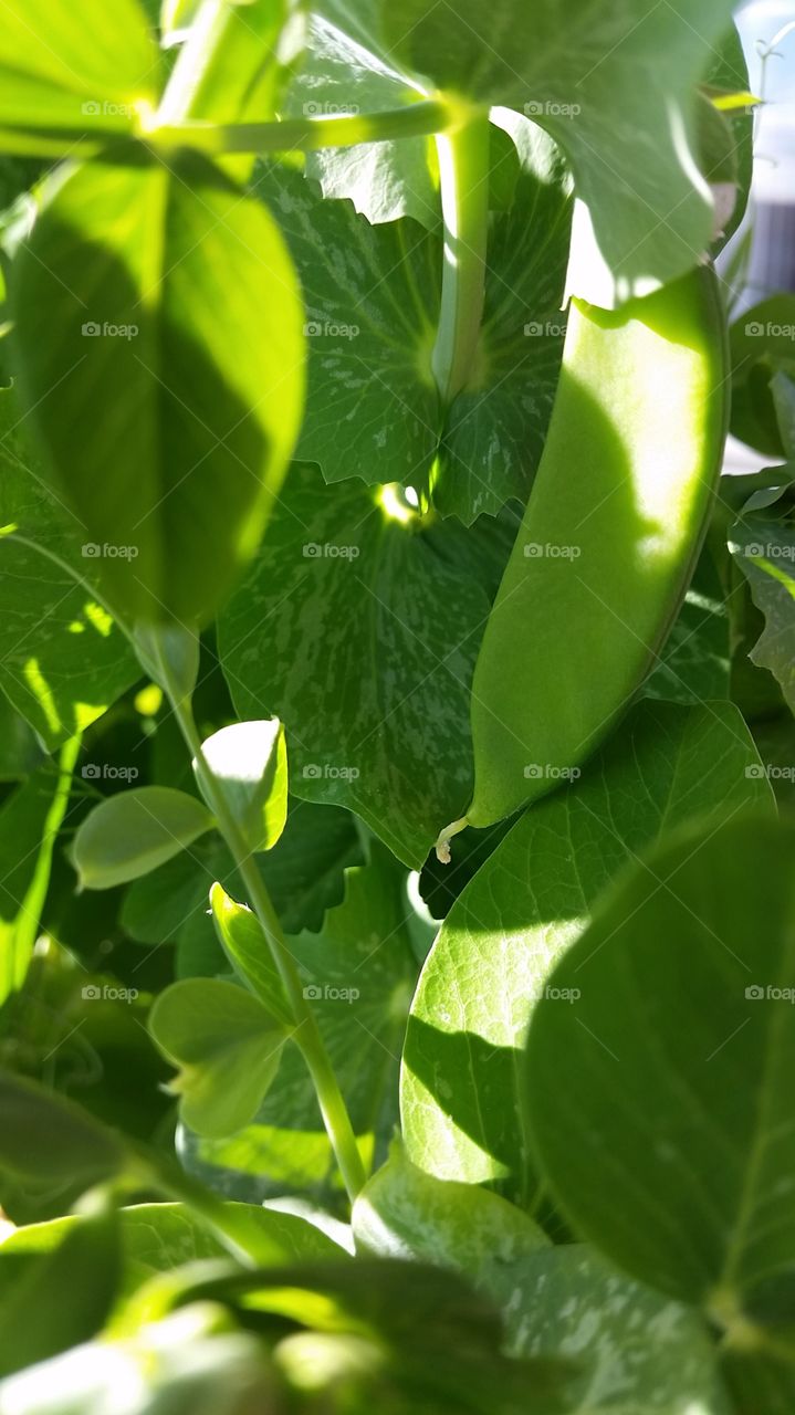 Pea plant