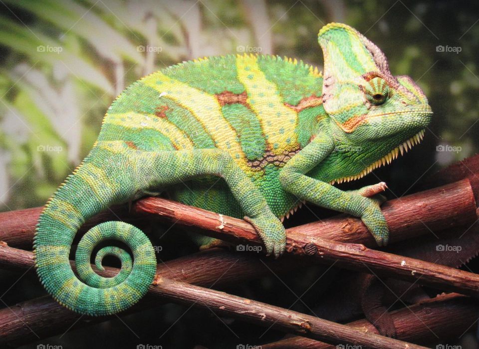 chameleon
