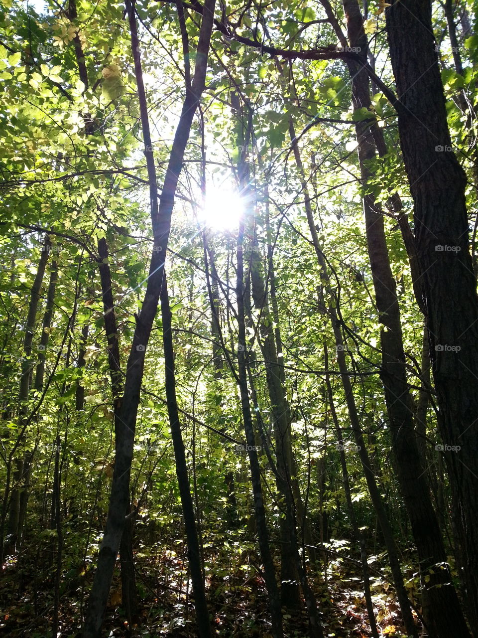 Light Through the Trees. Elm Creek Park Reserve