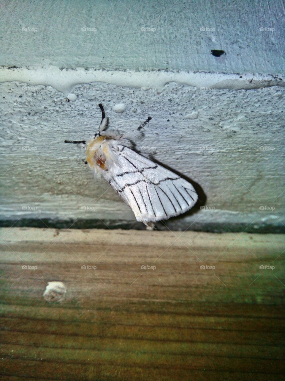 Elegant Moth.