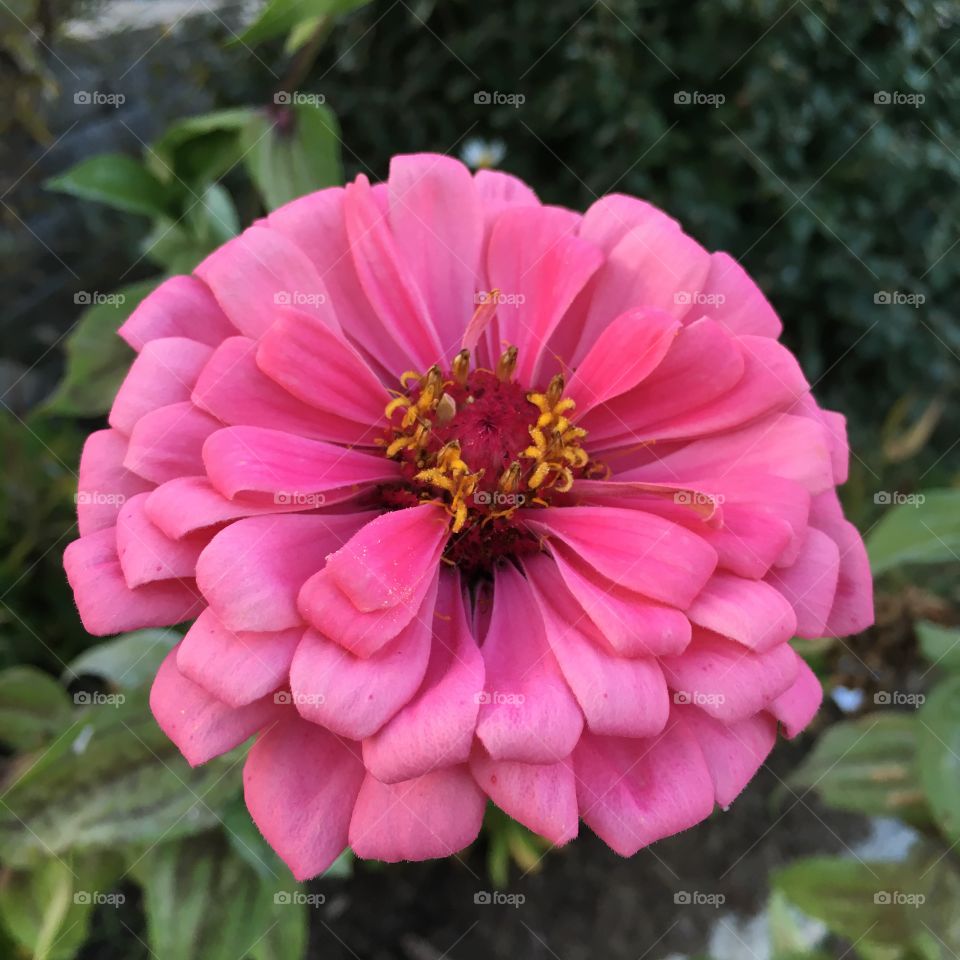 Pink Zinnia 