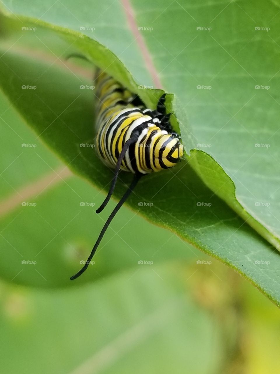 hungry Monarch caterpillar